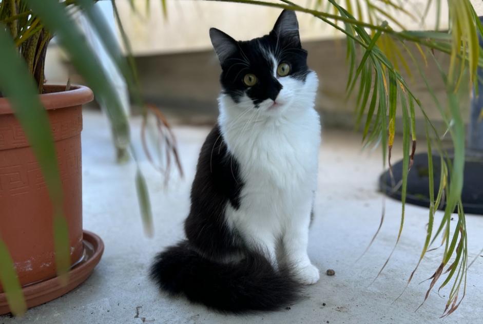 Fundmeldung Katze Weiblich , Zwischen 7 und 9 Monaten Bordeaux Frankreich