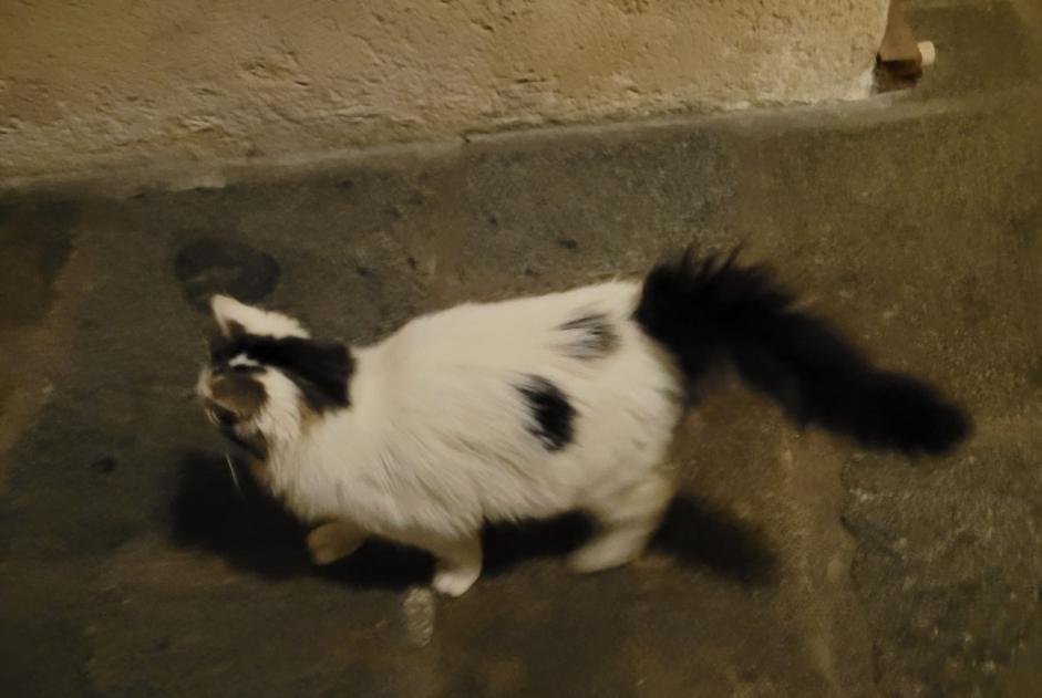 Discovery alert Cat Unknown , 1 year Guingamp France