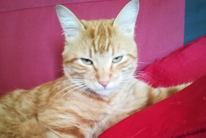 Disappearance alert Cat Male , 5 years Saint-Gély-du-Fesc France