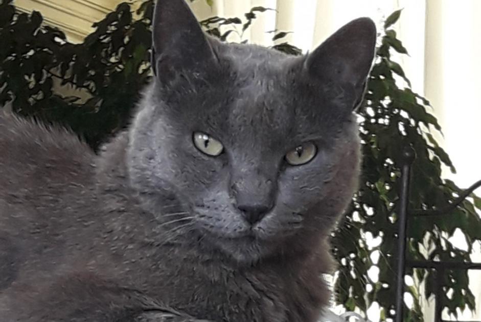 Disappearance alert Cat  Female , 10 years L'Escarène France