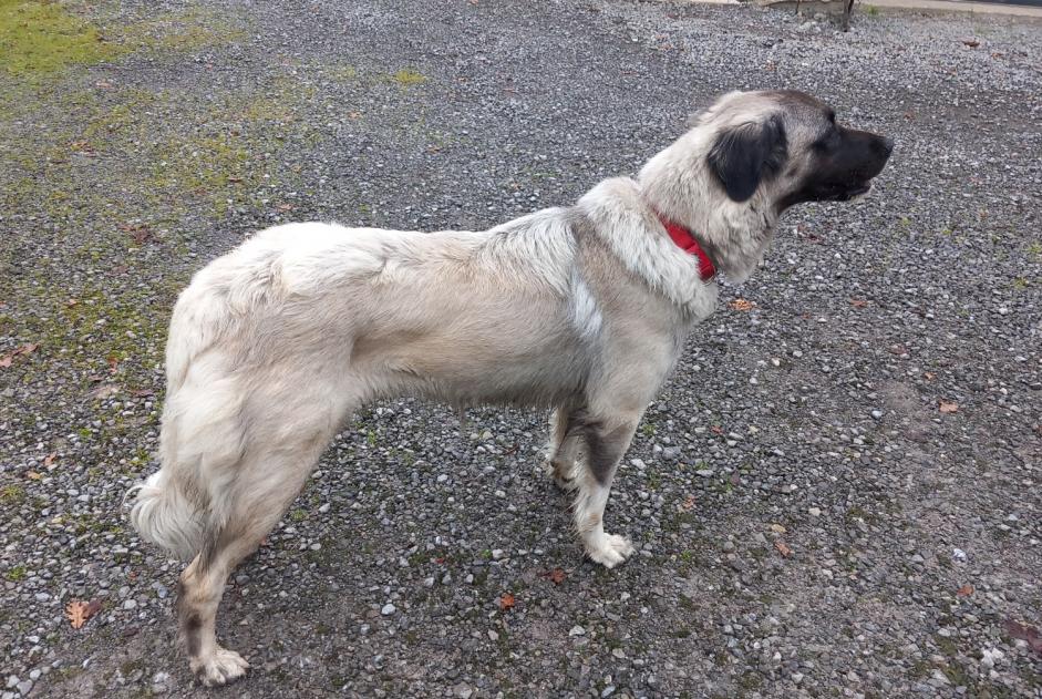 Discovery alert Dog miscegenation Male Lahontan France