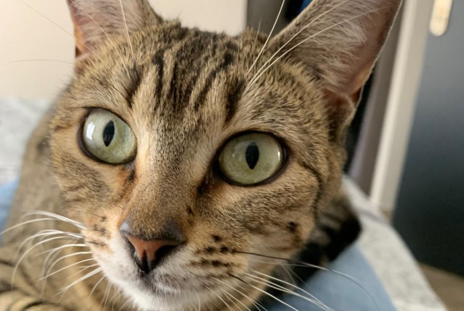 Alerta de Desaparición Gato cruce Hembra , 3 años Monthieux Francia