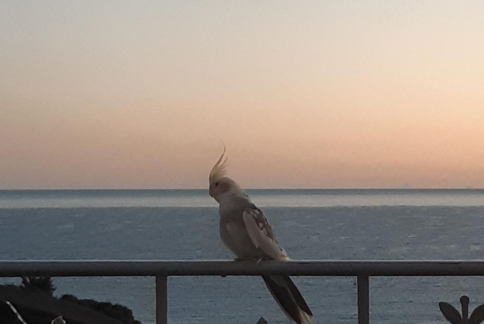 Alerta de Hallazgo Pájaro Desconocido Roquebrune-Cap-Martin Francia