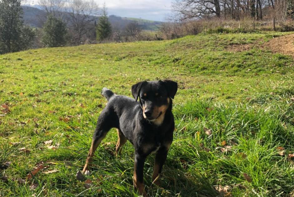 Alerta de Hallazgo Perro Macho Lanoux Francia