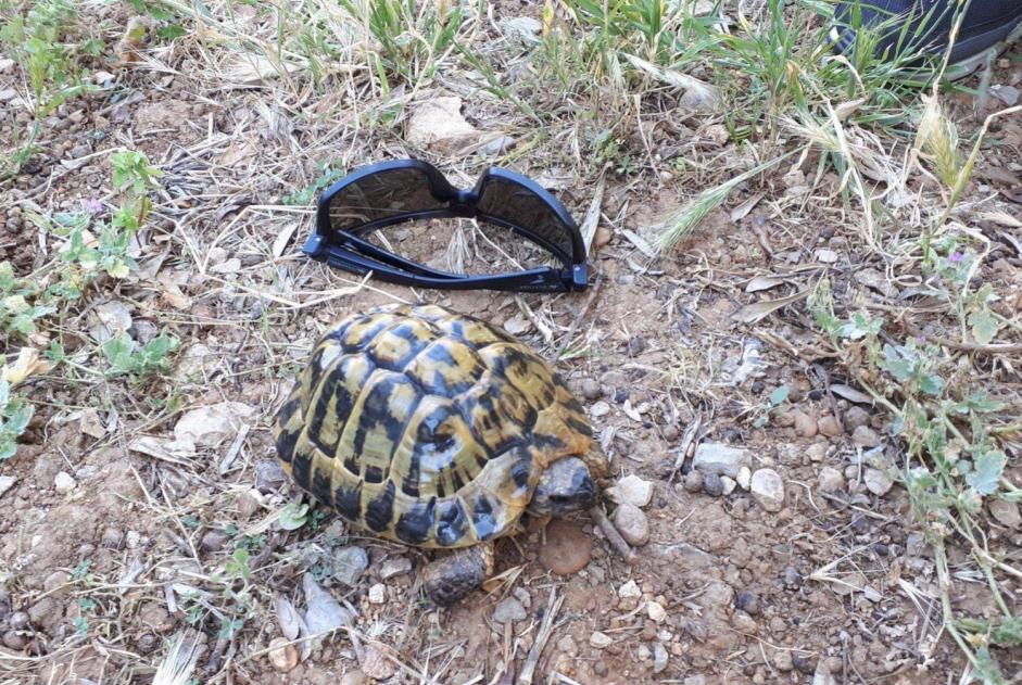 Alerta de Desaparición Tortuga Macho , 2024 años Mougins Francia