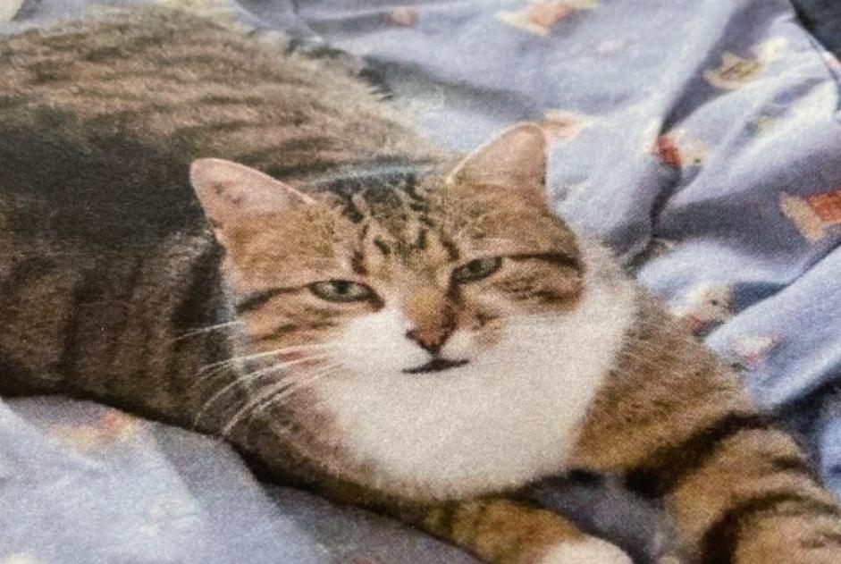 Alerte Disparition Chat Mâle , 4 ans Saint-Cézaire-sur-Siagne France