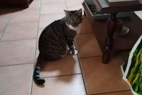 Avviso scomparsa Gatto incrocio di razze Femmina , 5 anni Sargé-lès-le-Mans Francia