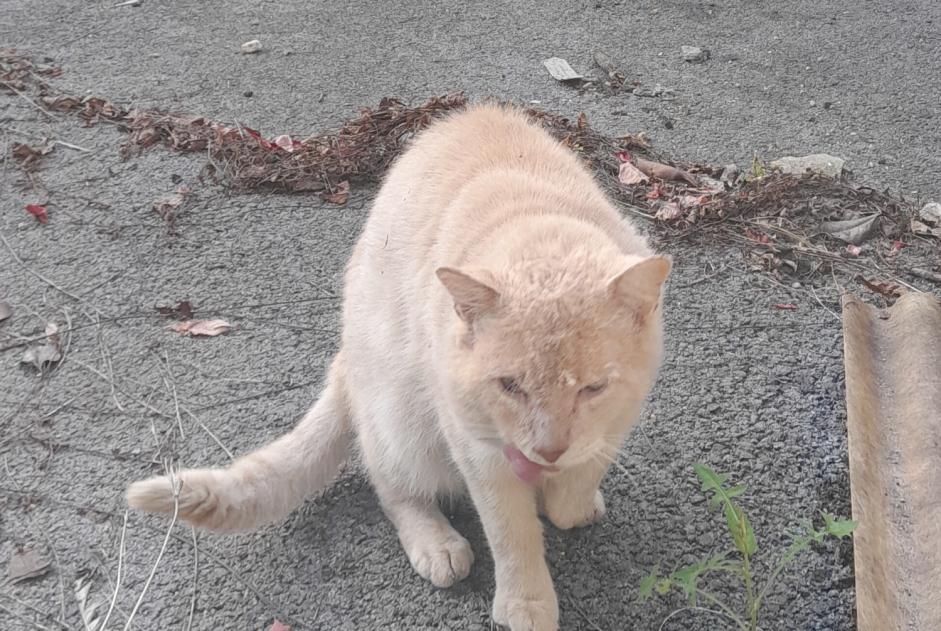 Avviso Ritrovamento Gatto Maschio Bayonne Francia